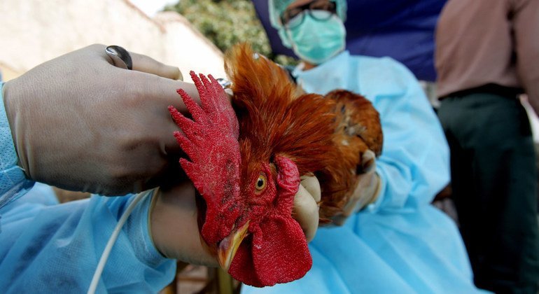 Menaces de maladies animales : la FAO lance un nouveau système mondial d’information